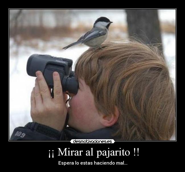 ¡¡ Mirar al pajarito !! - 