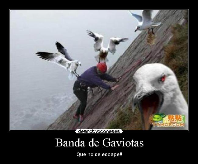 Banda de Gaviotas - Que no se escape!!