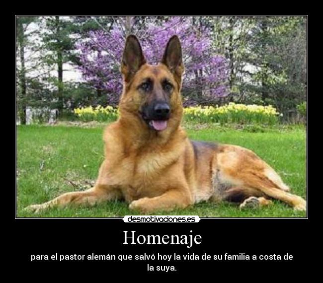 Homenaje - 