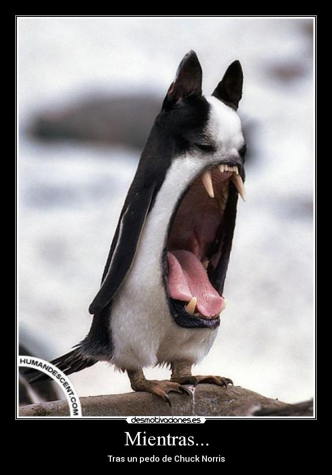 carteles los potentes pedos chuck norris desmotivaciones