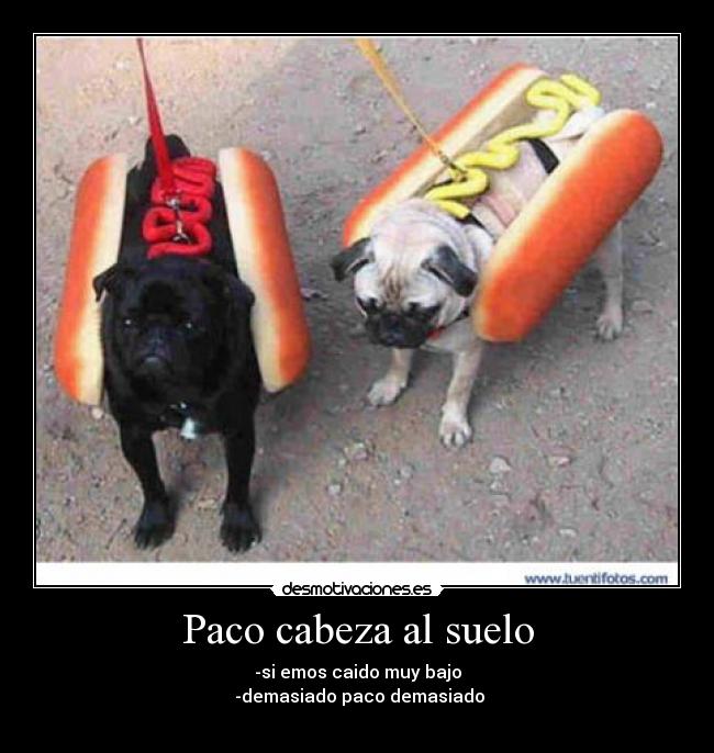 Paco cabeza al suelo - 