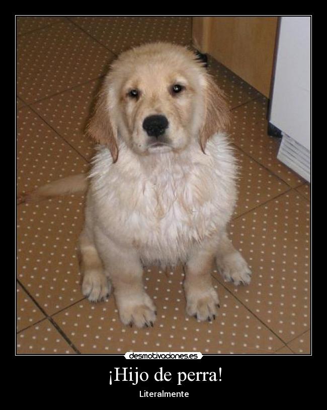 ¡Hijo de perra! -