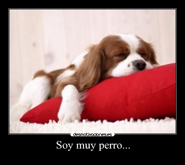 Soy muy perro... - 