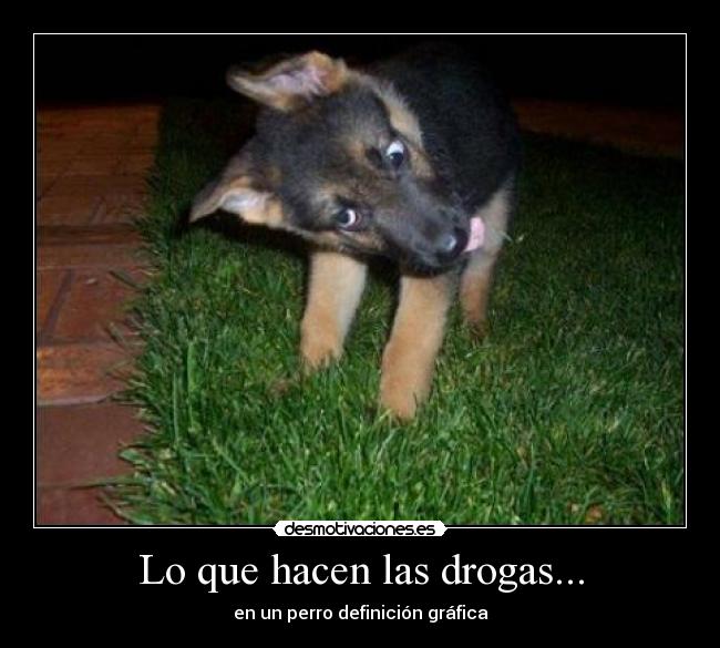 Lo que hacen las drogas... - 