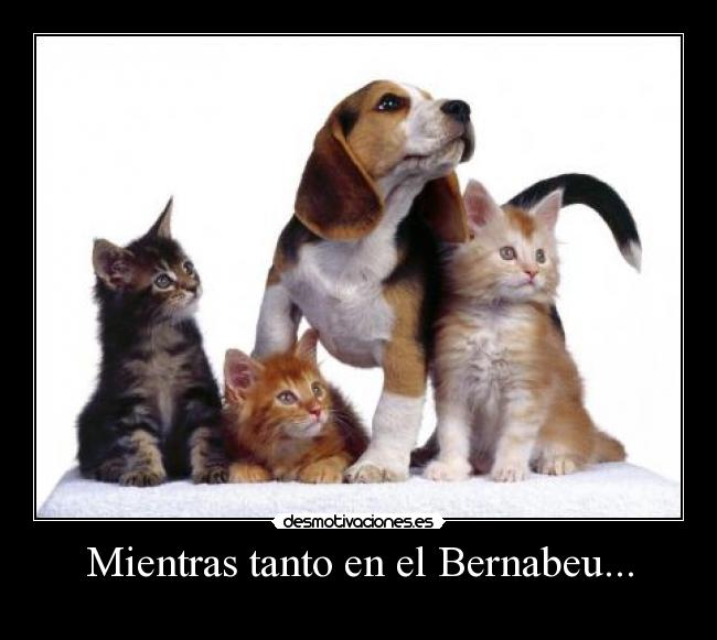 Mientras tanto en el Bernabeu... - 