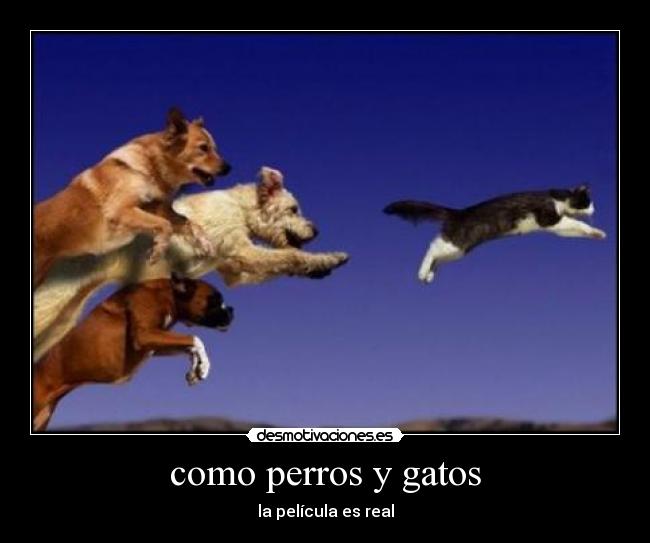 como perros y gatos - 