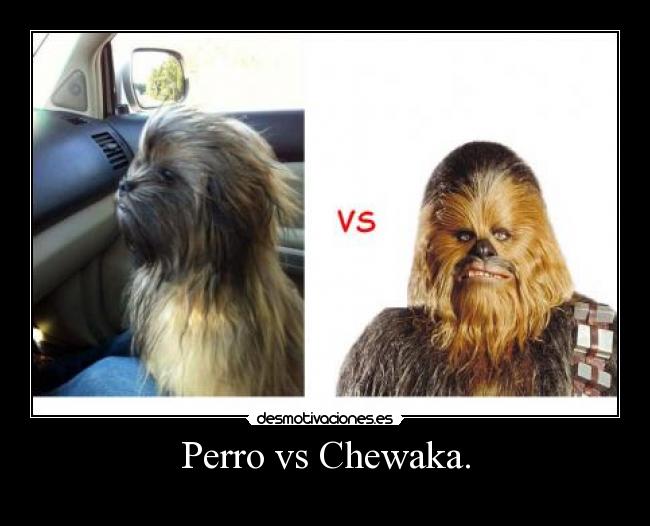 Perro vs Chewaka. -