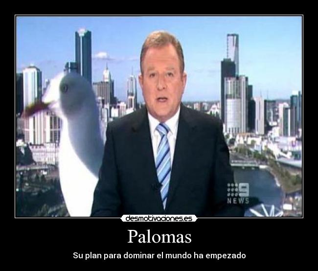 Palomas - 