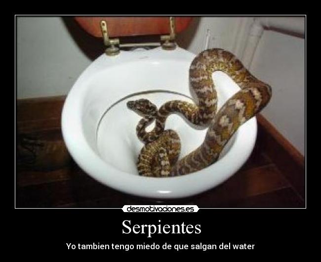Serpientes - Yo tambien tengo miedo de que salgan del water