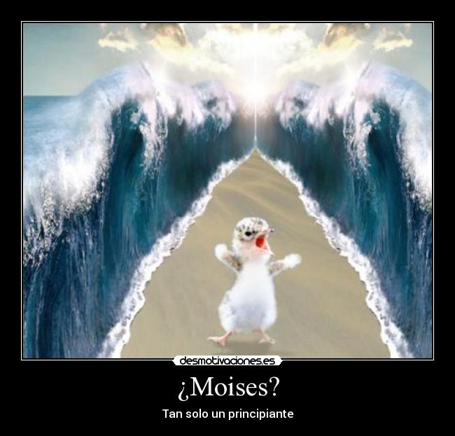 ¿Moises? - Tan solo un principiante