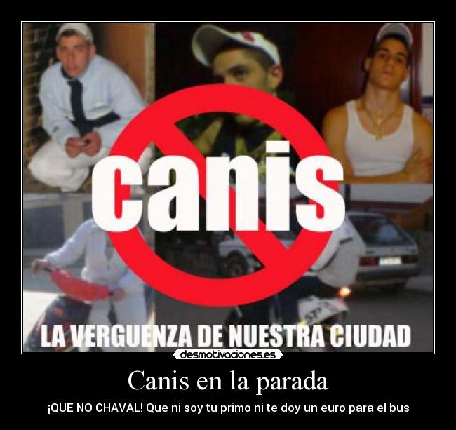 Canis en la parada - 