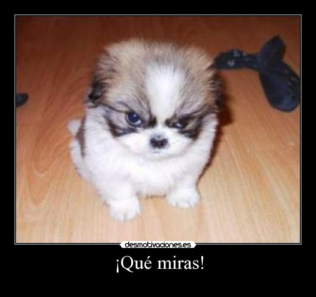 ¡Qué miras! - 