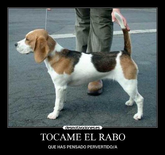 TOCAME EL RABO -