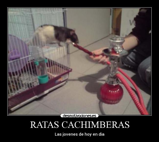 RATAS CACHIMBERAS - Las jovenes de hoy en dia