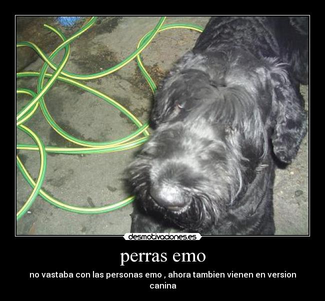 perras emo - no vastaba con las personas emo , ahora tambien vienen en version canina