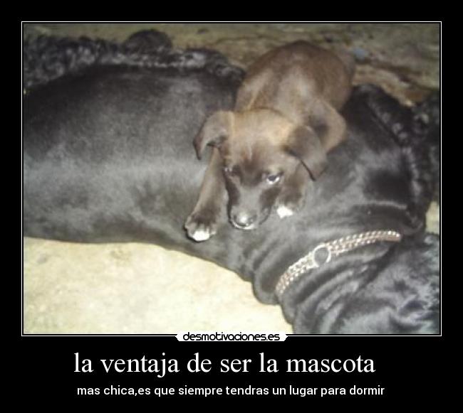 la ventaja de ser la mascota   - 