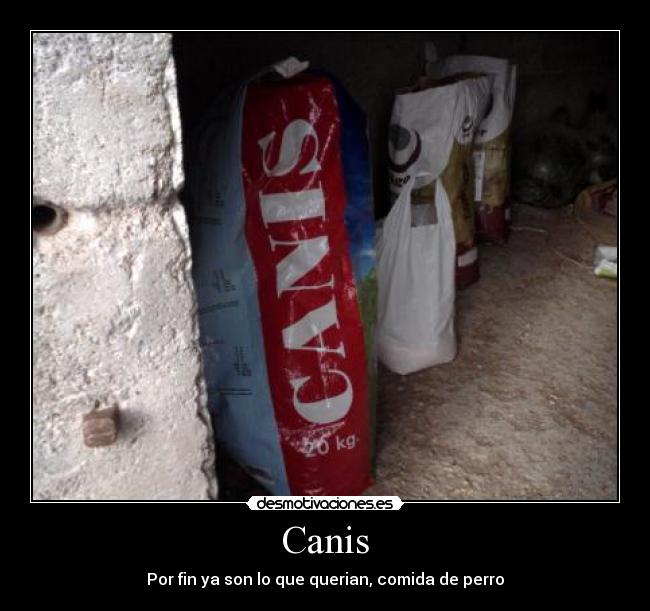 Canis - 