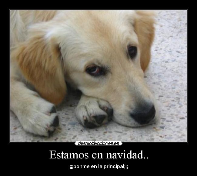 Estamos en navidad.. - ¡¡¡ponme en la principal¡¡¡