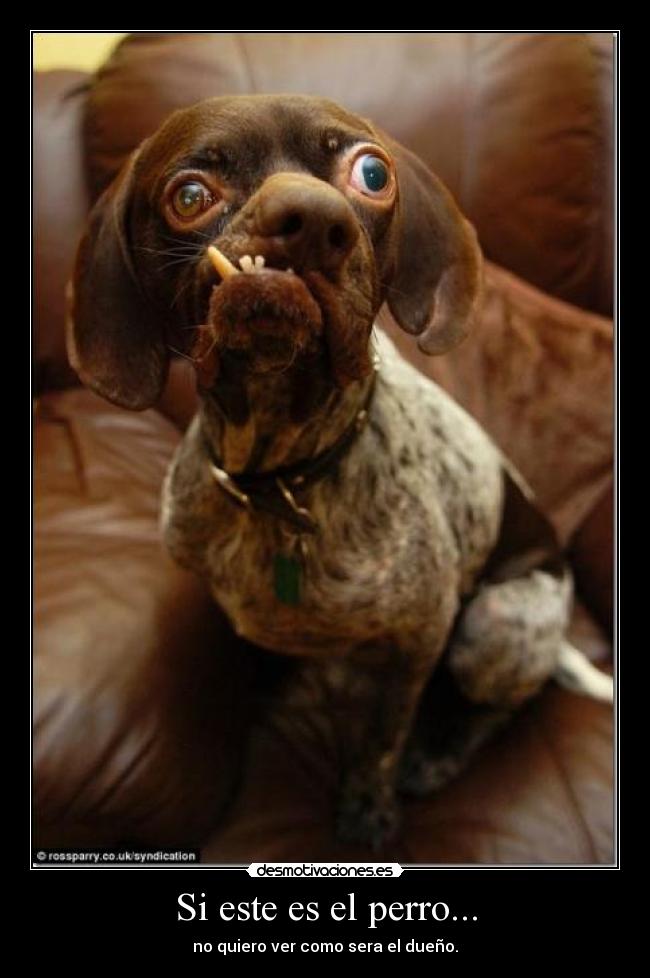 Si este es el perro... - 