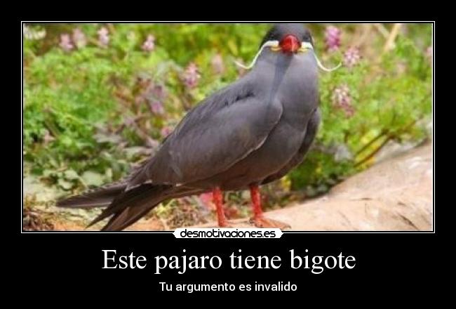 Este pajaro tiene bigote - Tu argumento es invalido