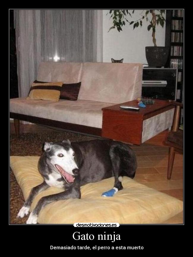 Gato ninja -