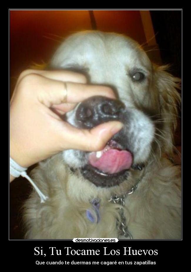 Si, Tu Tocame Los Huevos - 