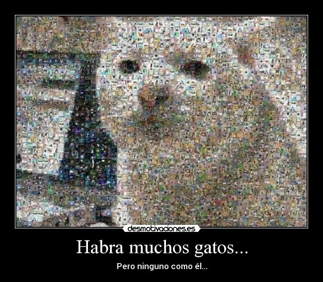 Habra muchos gatos... - Pero ninguno como él...