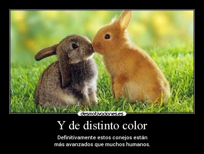 carteles definitivamente estos conejos estan mas avanzados que muchos humanos color raza amor desmotivaciones
