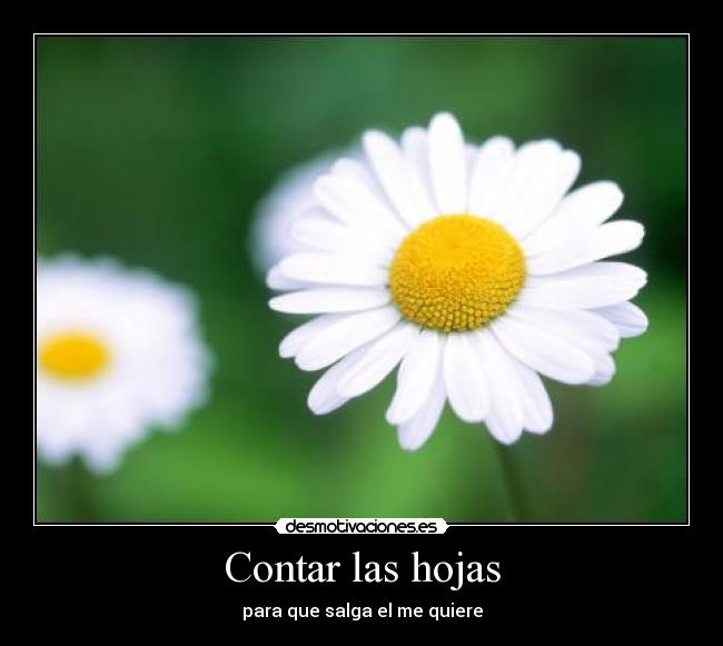 Contar las hojas -