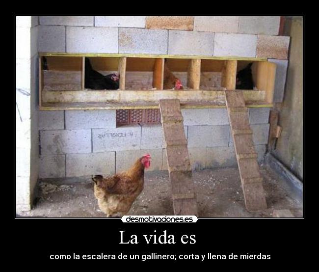 La vida es - como la escalera de un gallinero; corta y llena de mierdas