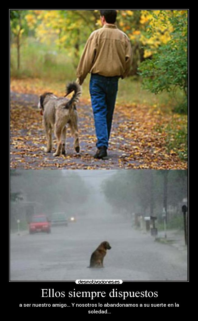 carteles perros abandonados desmotivaciones