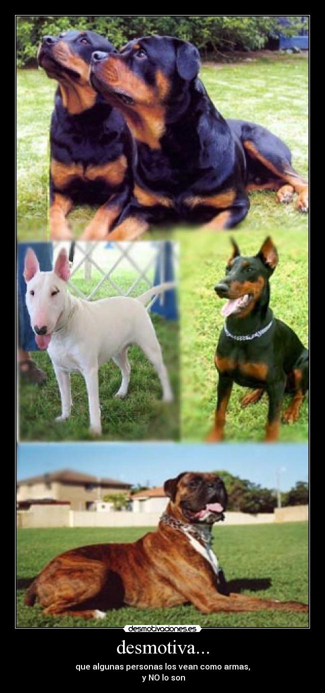 desmotiva... - que algunas personas los vean como armas,
 y NO lo son
