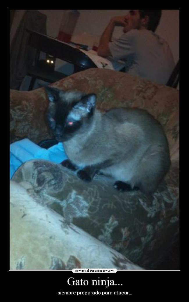 Gato ninja... -