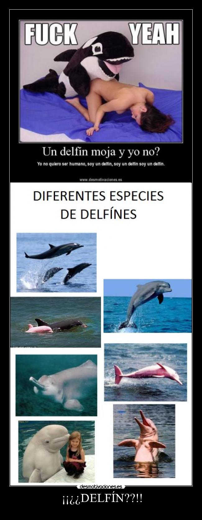 ¡¡¿¿DELFÍN??!! -