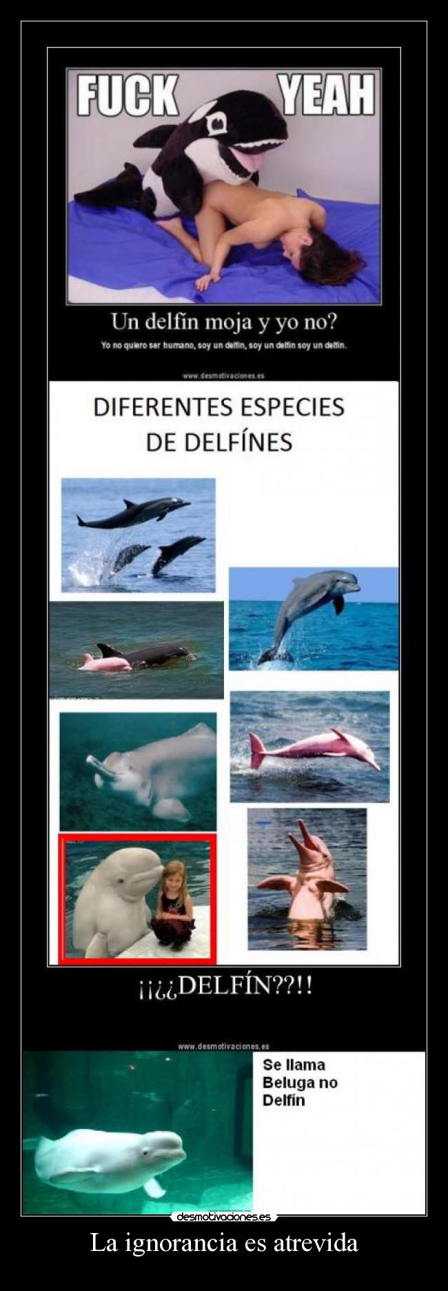 La ignorancia es atrevida -