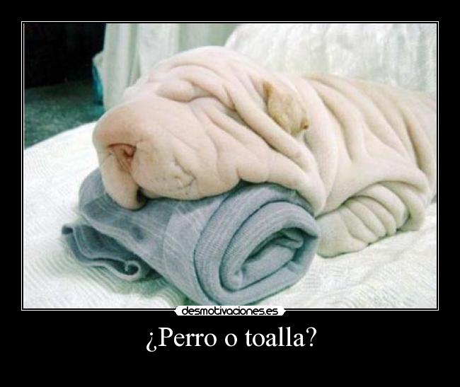 carteles perro toalla desmotivaciones