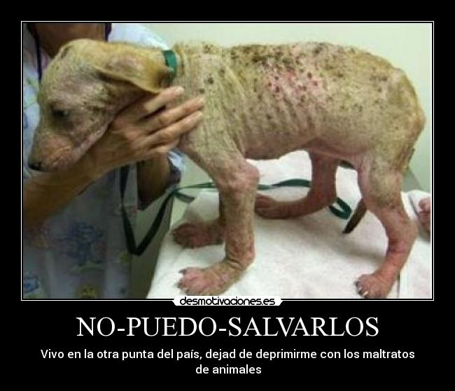 NO-PUEDO-SALVARLOS - Vivo en la otra punta del país, dejad de deprimirme con los maltratos de animales