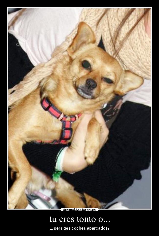 tu eres tonto o... - 