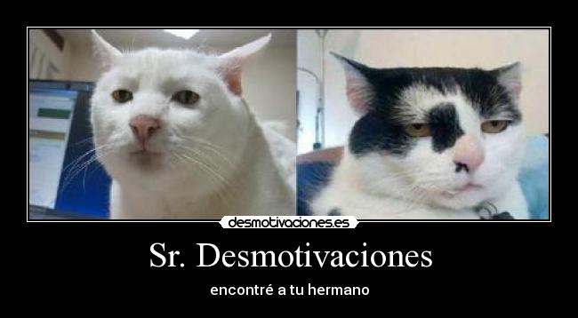 Sr. Desmotivaciones - 