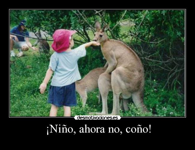 carteles canguro desmotivaciones