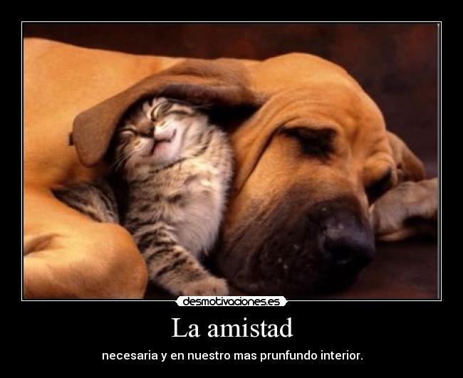 carteles amistad amistad desmotivaciones