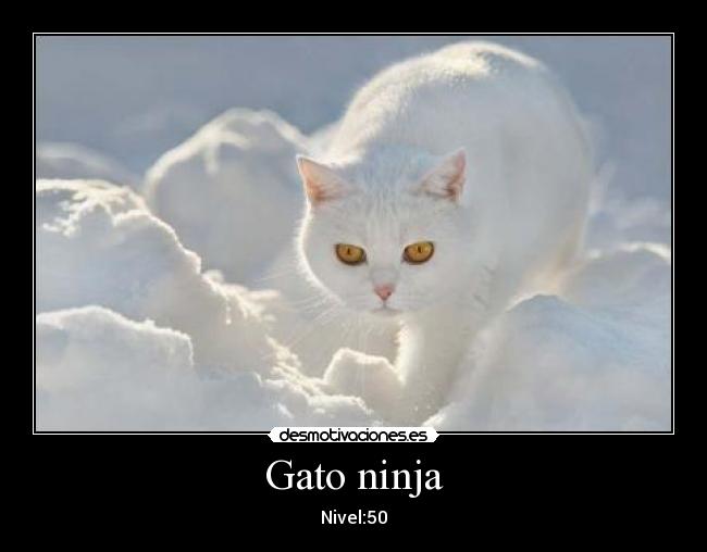 Gato ninja -