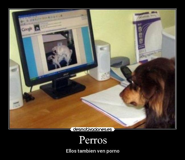Perros - 