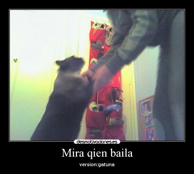 Mira qien baila - version:gatuna