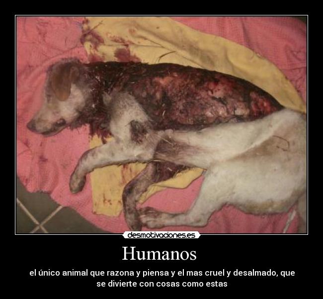 Humanos -