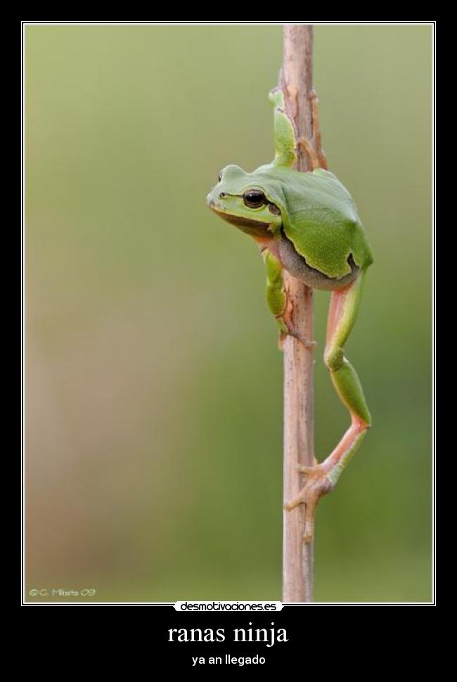 ranas ninja - ya an llegado