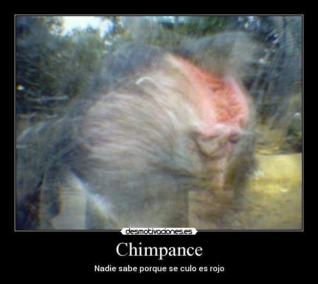 Chimpance -