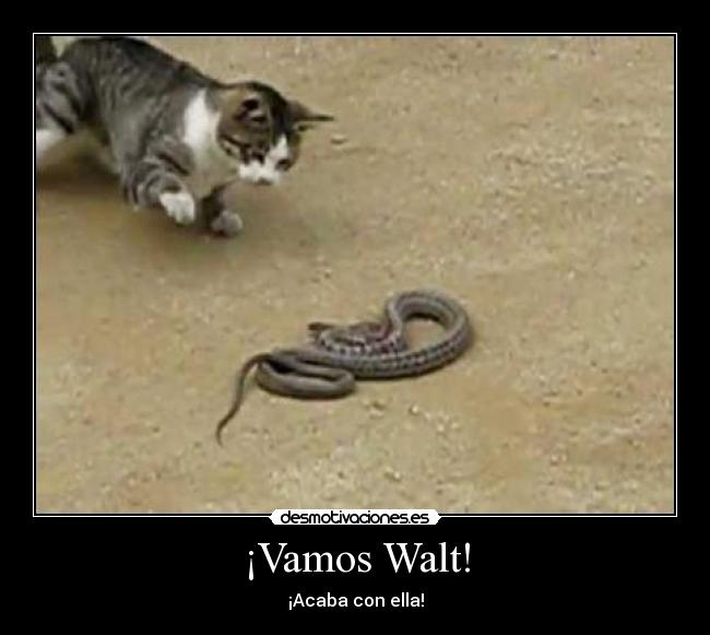 ¡Vamos Walt! - 