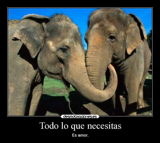 Todo lo que necesitas - Es amor.