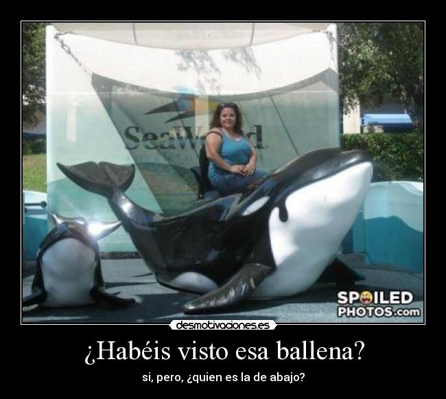 ¿Habéis visto esa ballena? -